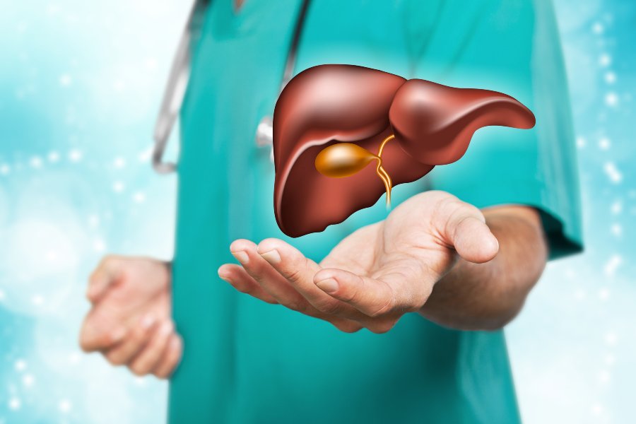 Médico segurando ilustração do fígado